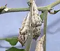 Pupae