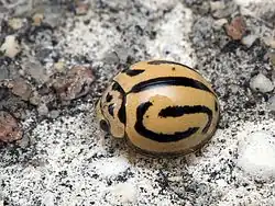 Anegleis cardoni