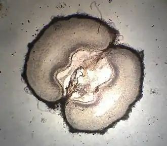 Microscope cross-section of fruit