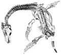 Paleontology