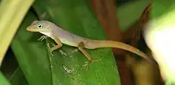 Ctenonotus:, More than 40 species from Bahamas, Turks and Caicos, Hispaniola, Puerto Rico and northern Lesser Antilles (shown: Ctenonotus schwartzi)