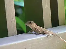 Audantia:, About 10 species from Hispaniola and surrounding small islands (shown: Audantia cyboter)