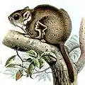Anomalurus beecrofti