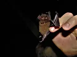 Brown bat