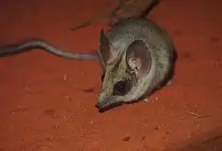 Brown dasyuromorph