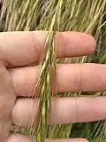 Inflorescence
