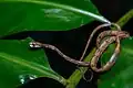 Aplopeltura boa, Khao Sok National Park.