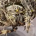 Facial detail, female