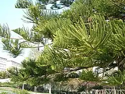 Branches and foliage in Barcelona, Spain