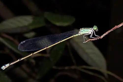 Female