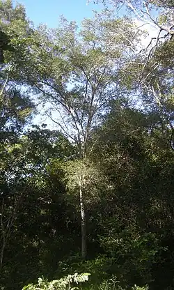 Archidendropsis thozetiana tree