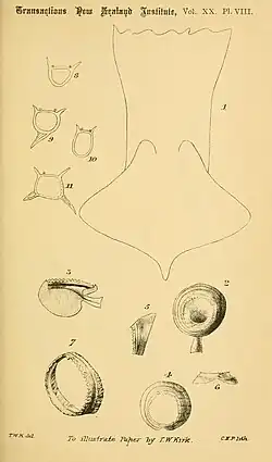 #62 (?/10/1887), Illustration of the A. longimanus specimen by T. W. Kirk, showing the posterior end of the mantle (including caudal fins), details of arm and tentacular suckers, and transverse sections of arms I–IV (Kirk, 1888:pl. 8)