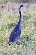 Amboseli National Park, Kenya