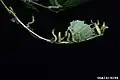 Larvae