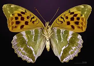 Female underside