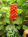 Ripe fruit