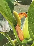 Male inflorescence