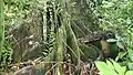 Buttresses at base of trunk, Anderson Air Force Base, Guam