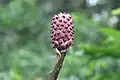 Arum plant