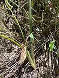 Stalk