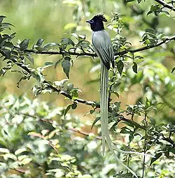 Indian paradise flycatcher (Terpsiphone paradisi) in Kullu