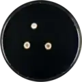 Aspergillus brunneus growing on CYA plate