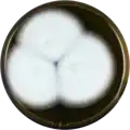 Aspergillus caatingaensis growing on MEAOX plate