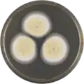 Aspergillus elegans growing on MEAOX plate