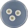Aspergillus flavipes growing on CYA plate
