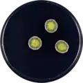 Aspergillus halophilicus growing on CYA plate
