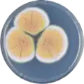 Aspergillus neoauricomus growing on CYA plate