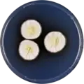 Aspergillus niveus growing on CYA plate