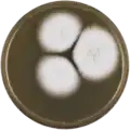 Aspergillus papuensis growing on MEAOX plate