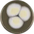 Aspergillus persii growing on MEAOX plate