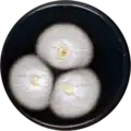 Aspergillus pseudoelegans growing on CYA plate
