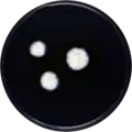Aspergillus teporis growing on CYA plate
