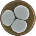 Aspergillus turcosus growing on MEAOX plate