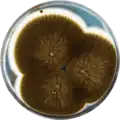 Aspergillus vadensis growing on CYA plate