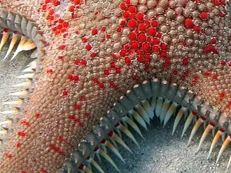 Ossicles of an Astropecten aranciacus