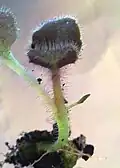 Asymmetric cotyledon development in Streptocarpus subgenus Streptocarpella