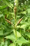 Asystasia gangetica seed head