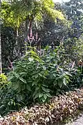 At the Jardín de Aclimatación de La Orotava