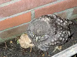 Juvenile