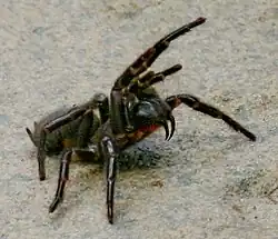 This Atrax robustus shows the orientation of Mygalomorphae fangs.