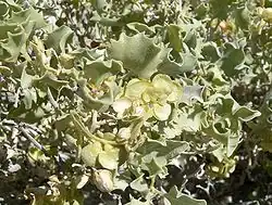 Atriplex hymenelytra
