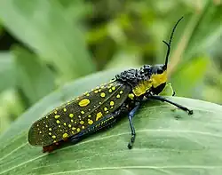 Spotted grasshopper, Aularches miliaris, defends itself with toxic foam and warning colours.[63]