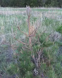 An Austrian pine partially eaten by sawflies.