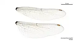 Female wings