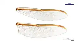 Male wings