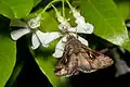 On Trachelospermum jasminoides
